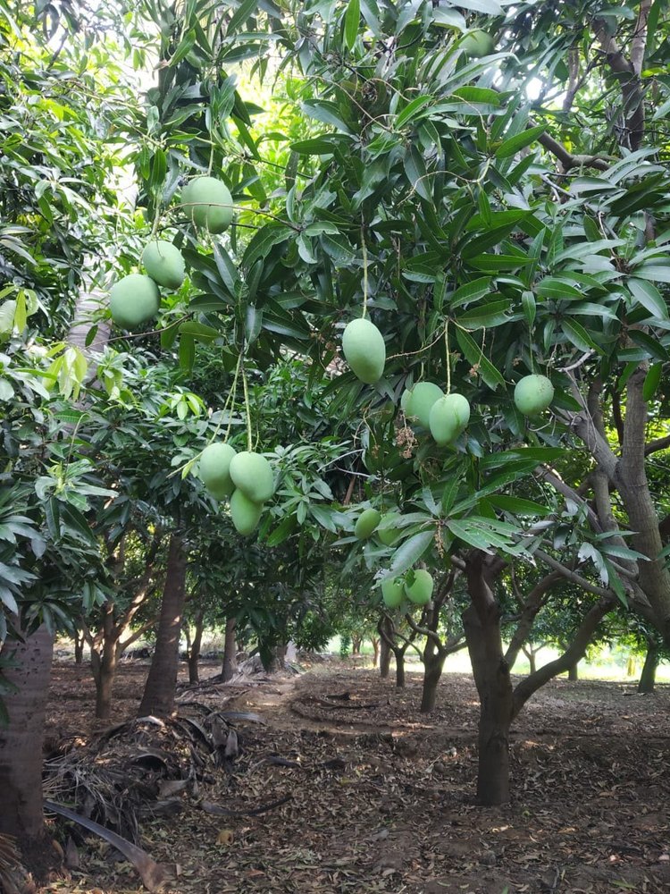 Green Natural Amrapali Mango