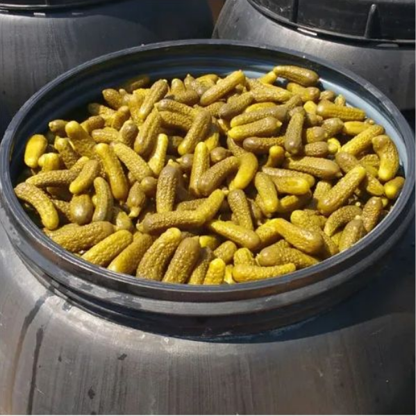 Preserved Gherkins