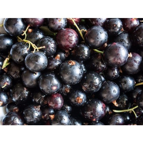 Frozen Blackcurrant, Packaging Type: Packet, Packaging Size: 1 Kg
