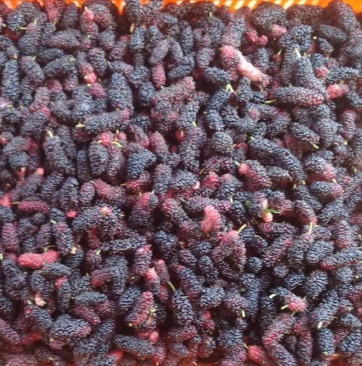Natural Frozen Mulberry Fruit, Packaging Type: Packet, Blast Freezing