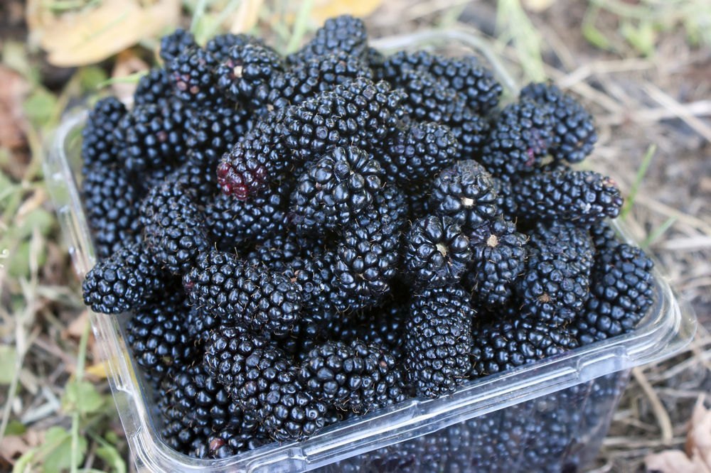 Sweet Frozen Indian Mulberry, Blast Freezing