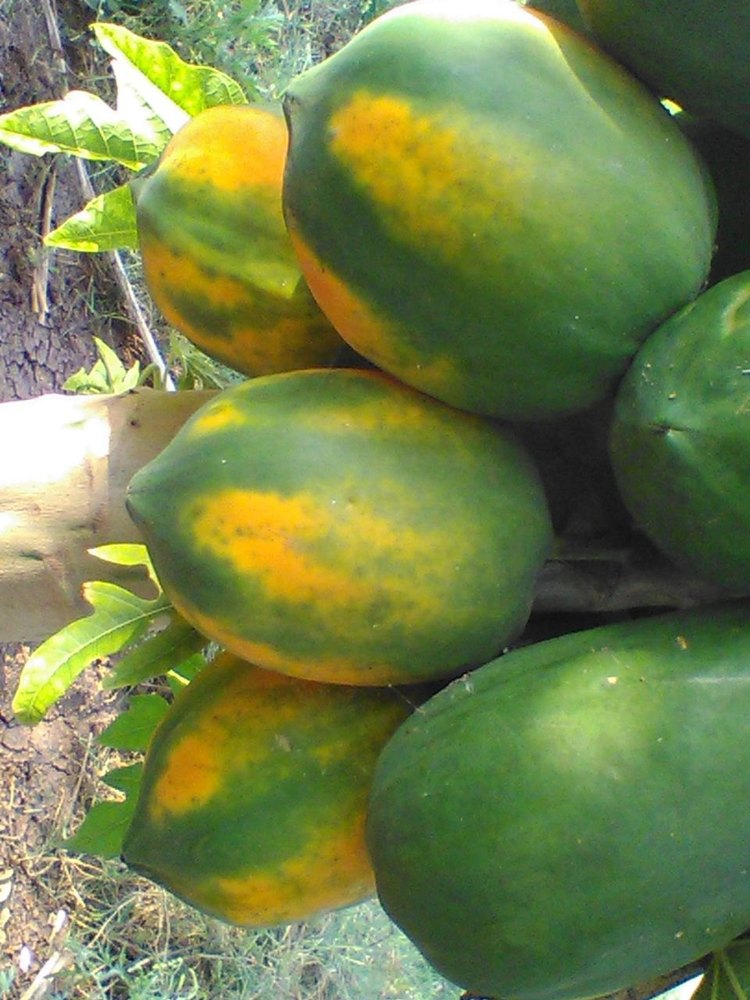 Frozen Blueberry Sweet Papaya, Packaging Size: 1 Kg, Packaging Type: Packet
