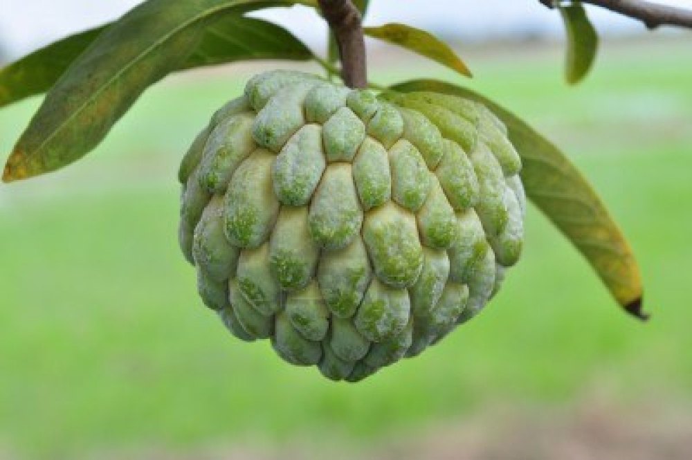 Frozen Custard Apple, Packaging Size: 1 Kg, Packaging Type: Carton