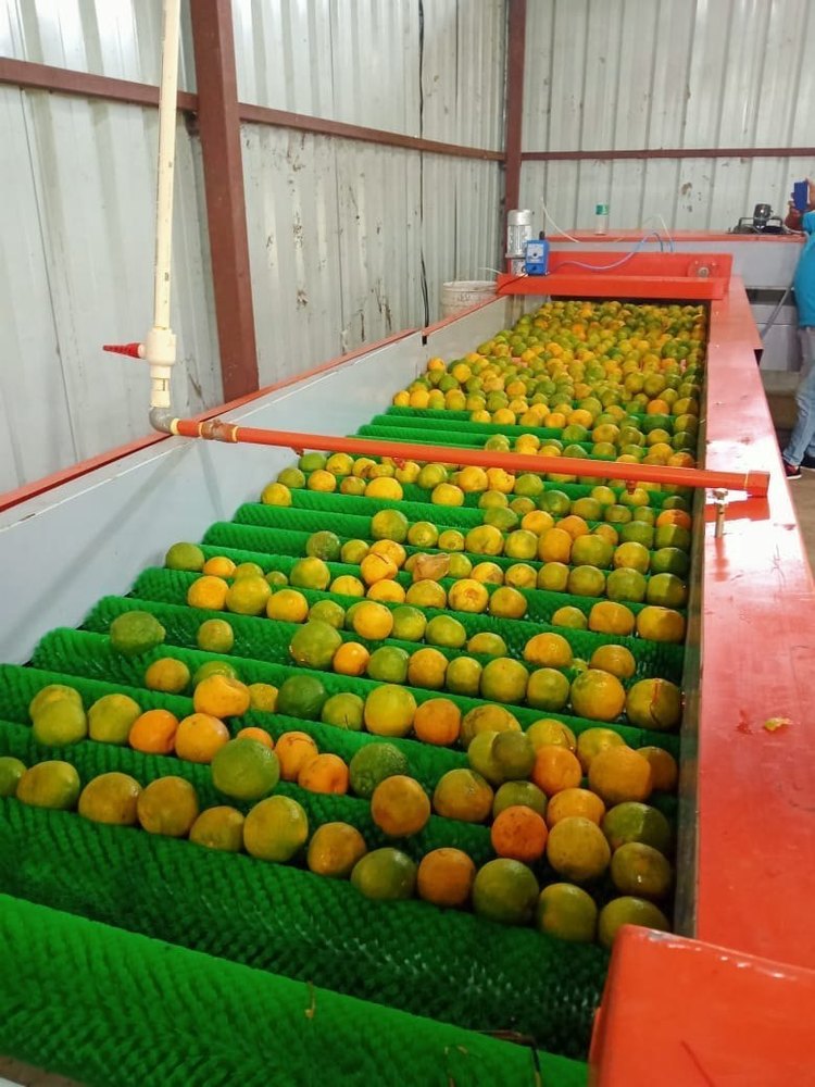 Automatic Orange And Kinnow Waxing And Grading Machine, Capacity: 2.0 To 10 Ton