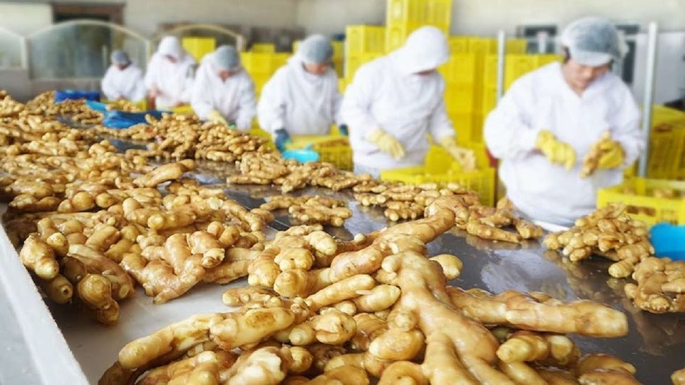 Automatic Ginger Processing Plant, 200-2000KGH