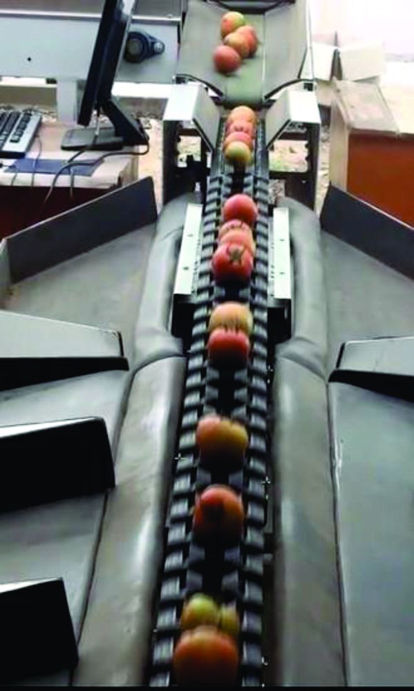 Electronic Fruit Sorting Machine