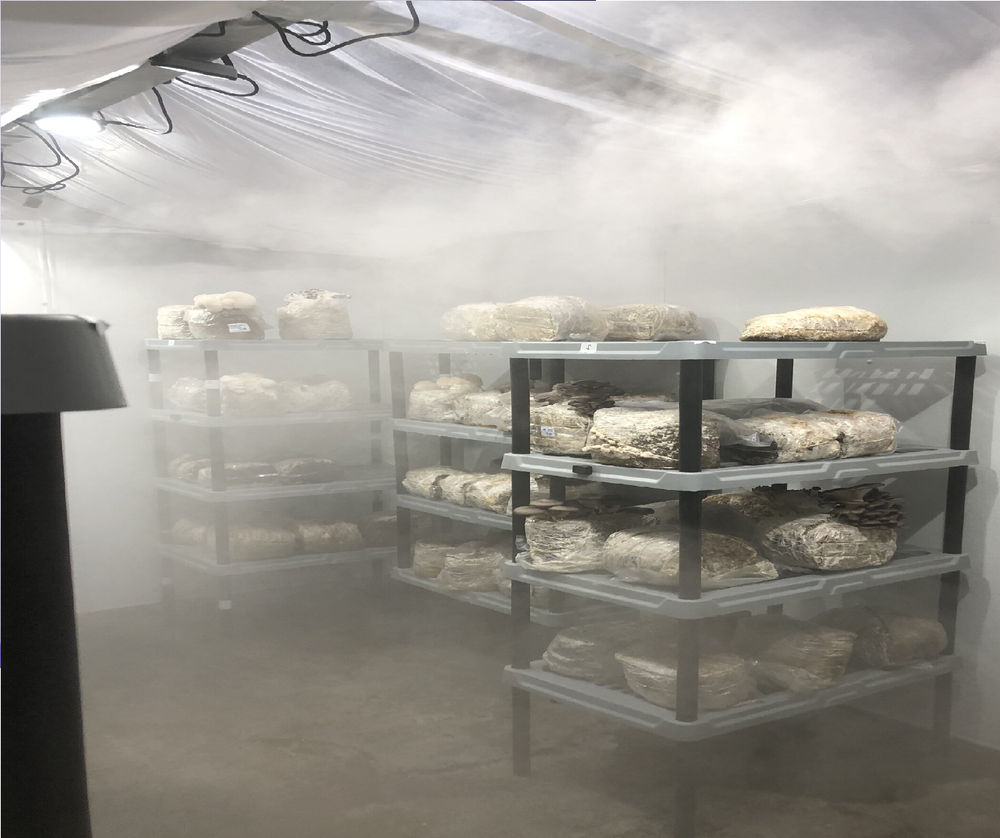 Automatic Mushroom Cultivation Process Plant