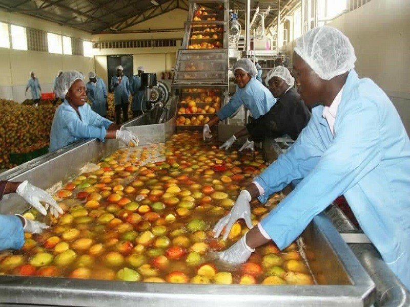 Standard Mango Processing Plant, Automatic Grade: Semi-Automatic