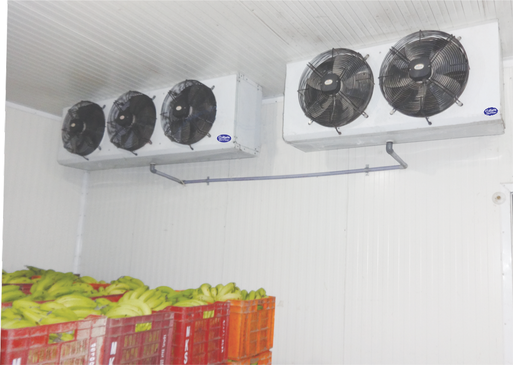 Automatic Banana Ripening Chamber, 15 Deg C