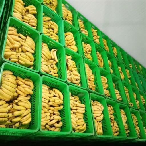 Automatic Banana Ripening Chamber, -40 To 15 Degree C