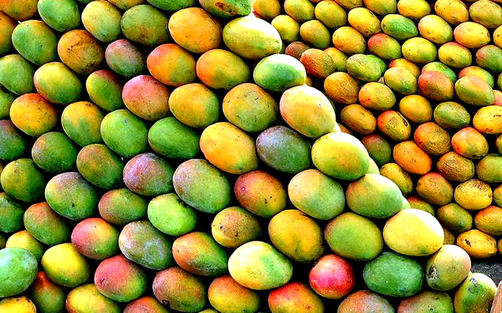 Mango Ripening Plant
