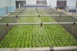 Automatic Mango Ripening Chamber, 26, 5 Ton Per One Hour