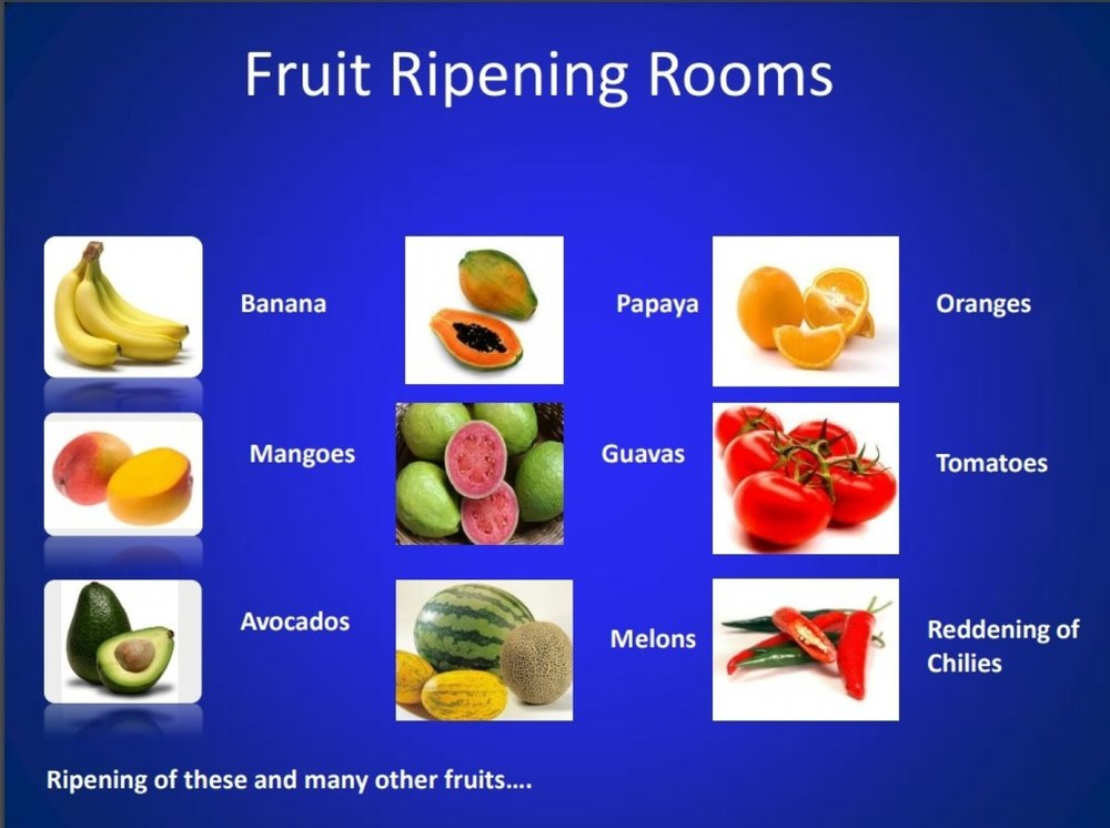 Automatic Mango Ripening Chamber