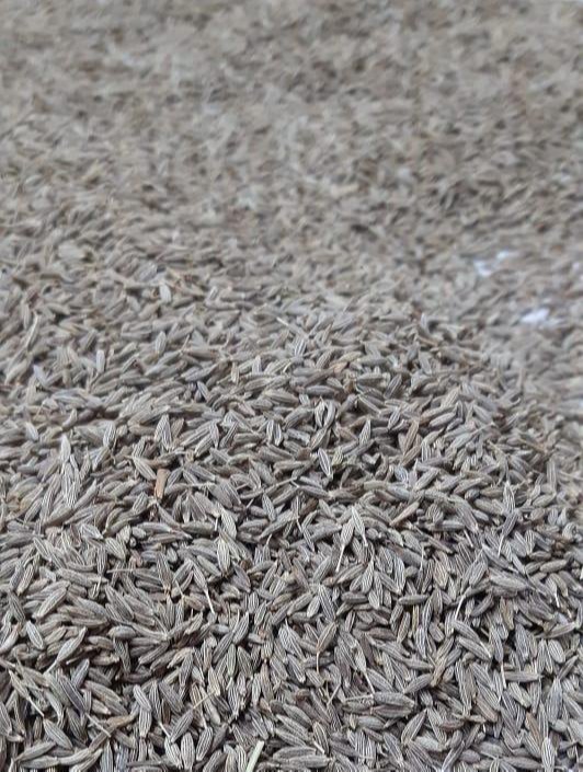 Singapore Cumin Seeds, Packaging Type: Gunny Bag
