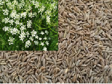 Pure Crop Cumin Seeds, Packaging Type: Gunny Bag, Packaging Size: 25 KG