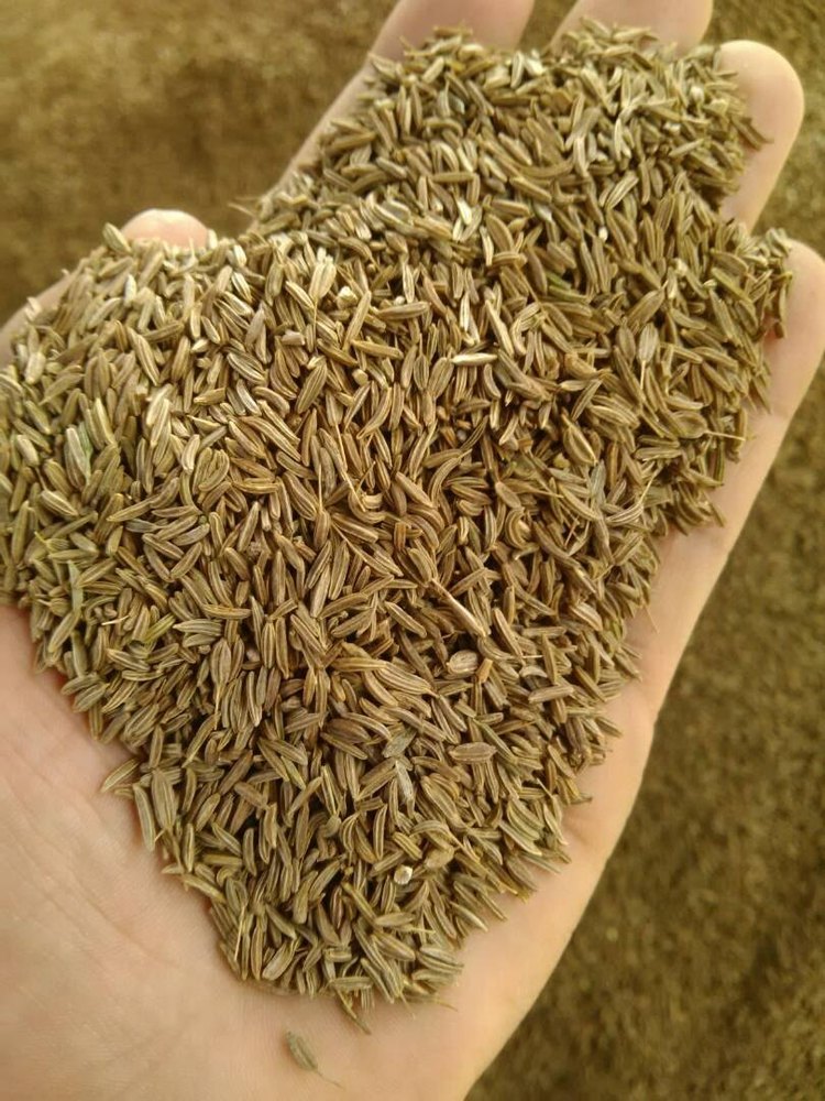 Organic Cumin Seeds