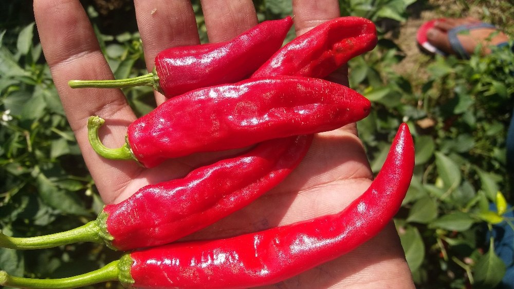 A Grade Dry Red Chilli, Pan India, Packaging Size: 10 Kg