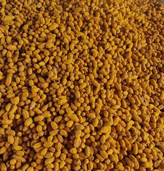 Polished Turmeric Bulb