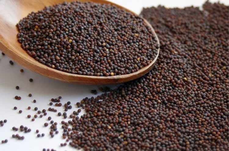 Tajpack Natural Mustard Seeds for Cooking