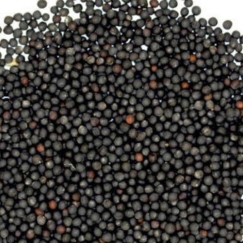 Tiger Black Sortex Mustard Seed, Packaging: PP Bags
