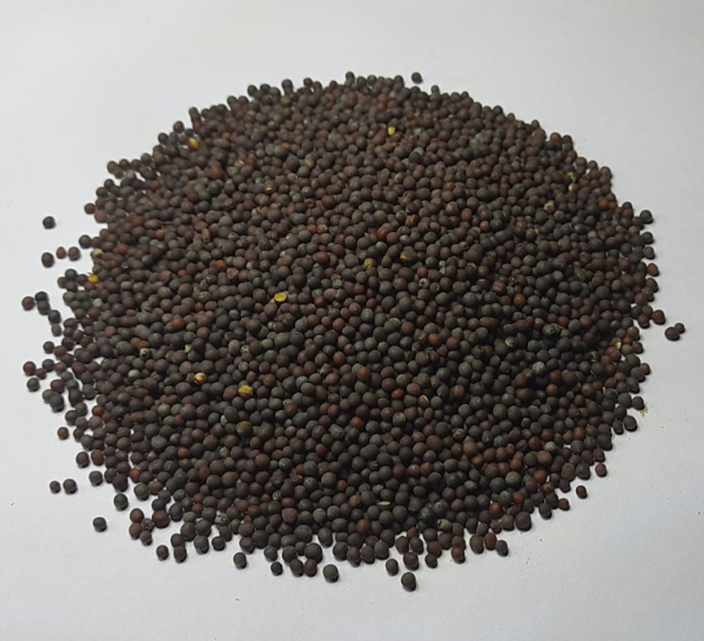 Black Loose Mustard Seeds