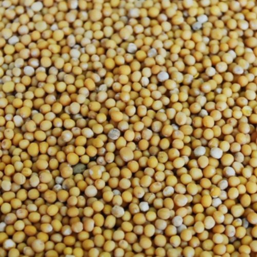Granules Natural Mustard Seeds, For Cooking, Packaging Size: 5-50 Kg