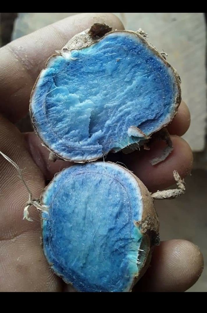 Black Turmeric Finger