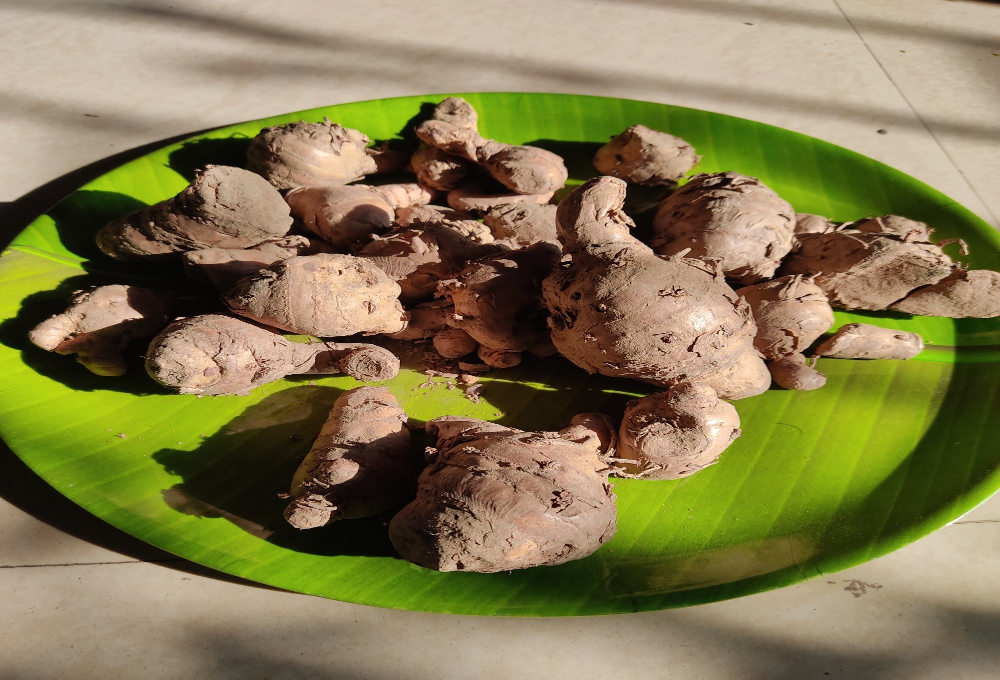 Black Turmeric Finger, 1 Kg