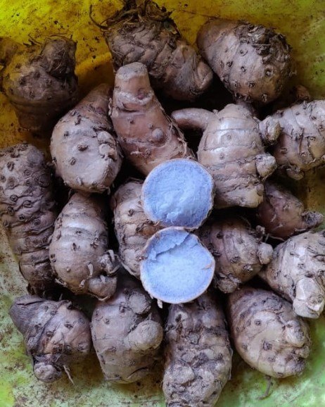 Black Turmeric Finger