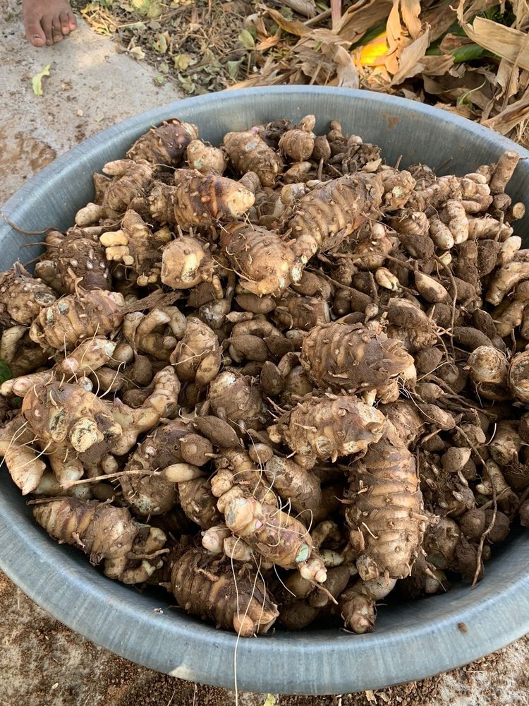 Black Turmeric (Kali Haldi)