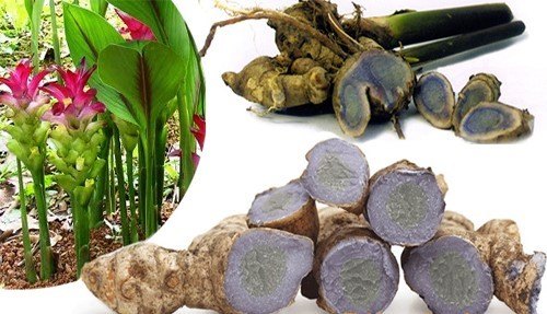 Kali Haldi / Black Turmeric, 1 Kg