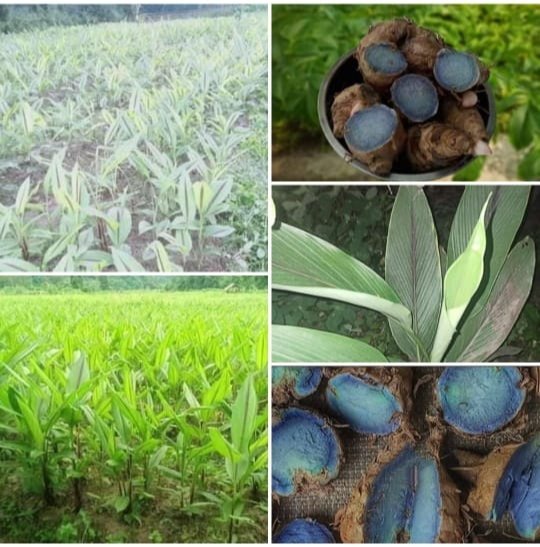 Black Turmeric