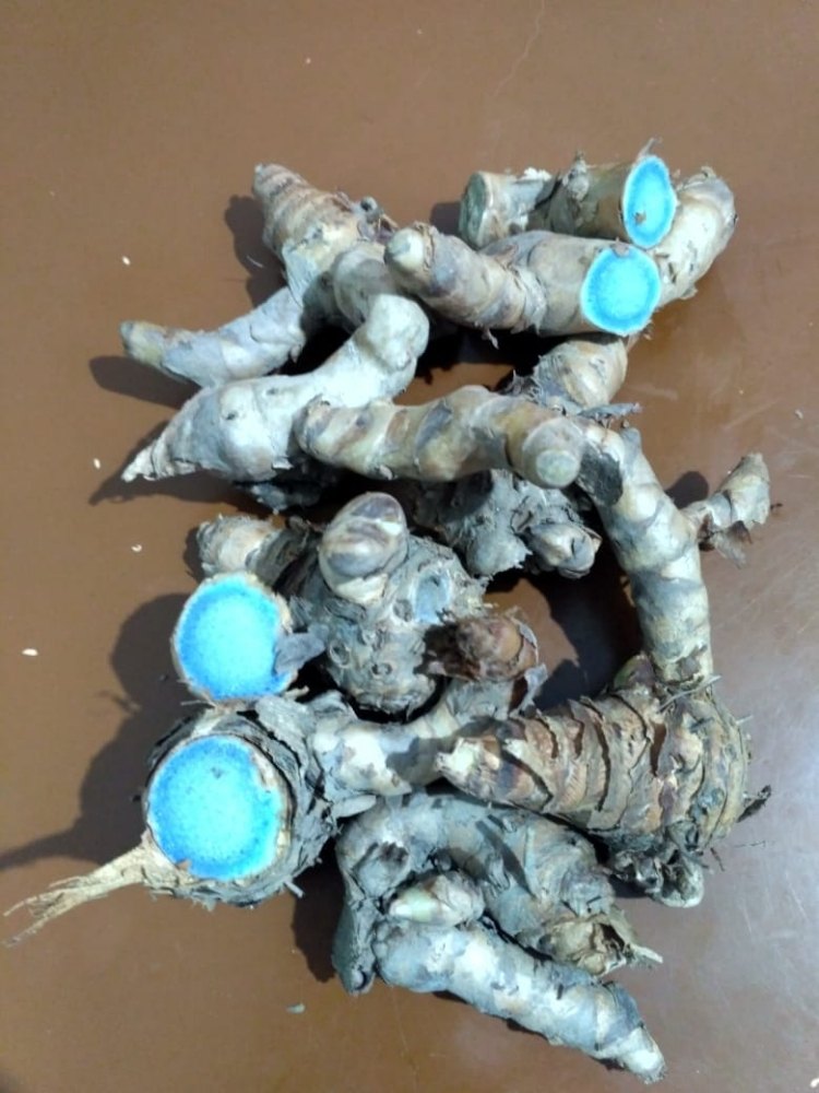 Black Turmeric