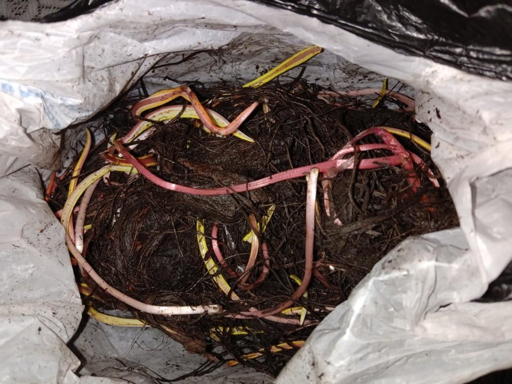 Organic Black Turmeric, 25 Kg
