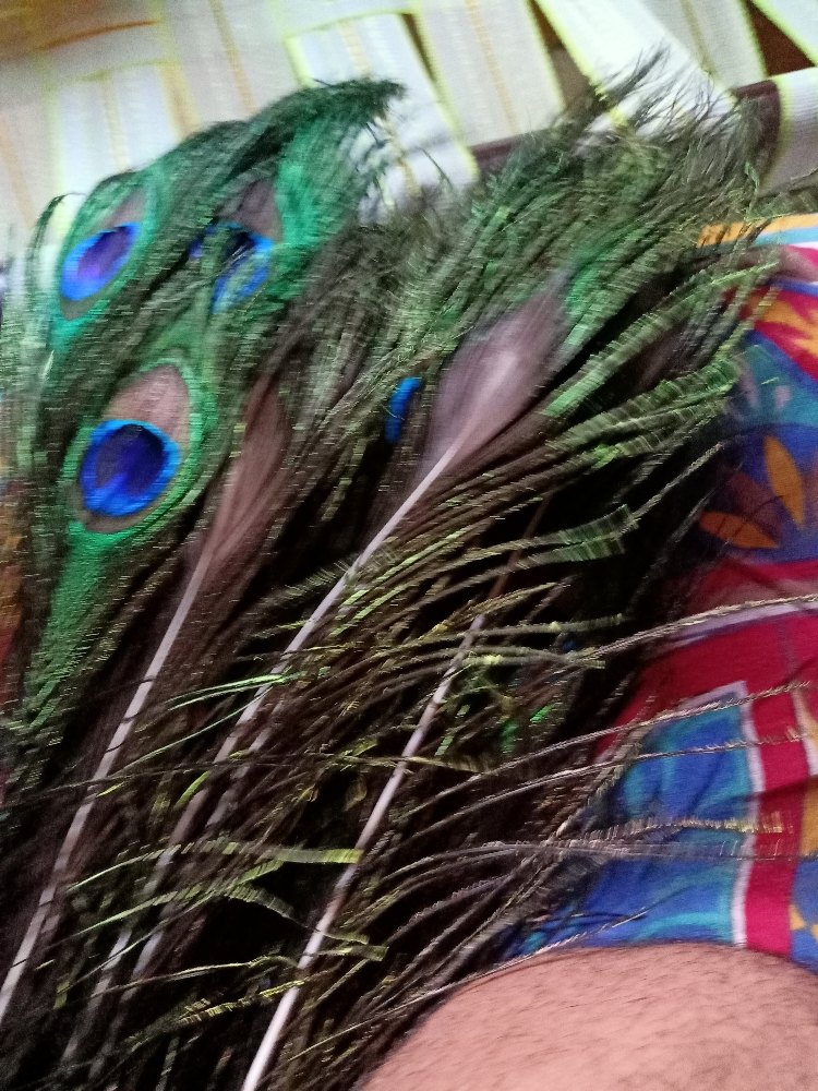 Long Peacock Feather (30 - 55 Inches)
