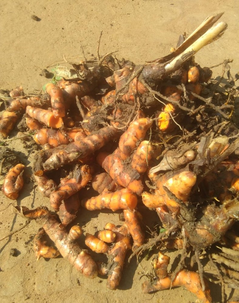 Turmeric Lakadong Raw, Finger