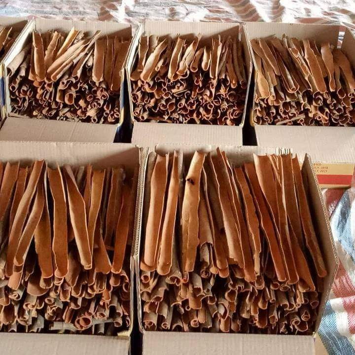 Roll Dalchini, Packaging Type: Carton Box, Packaging Size: loose