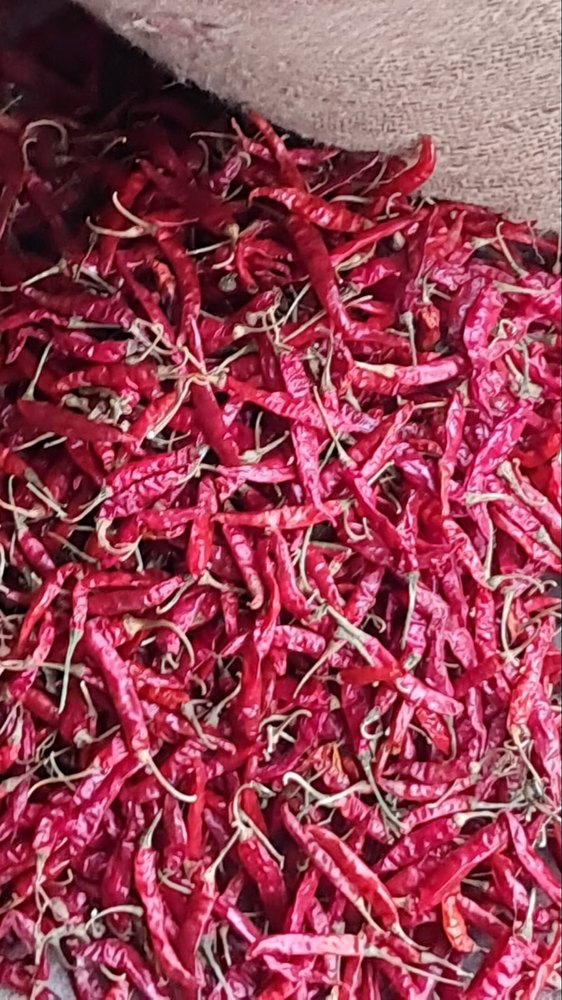 Guntur Teja Dry Red Chilli