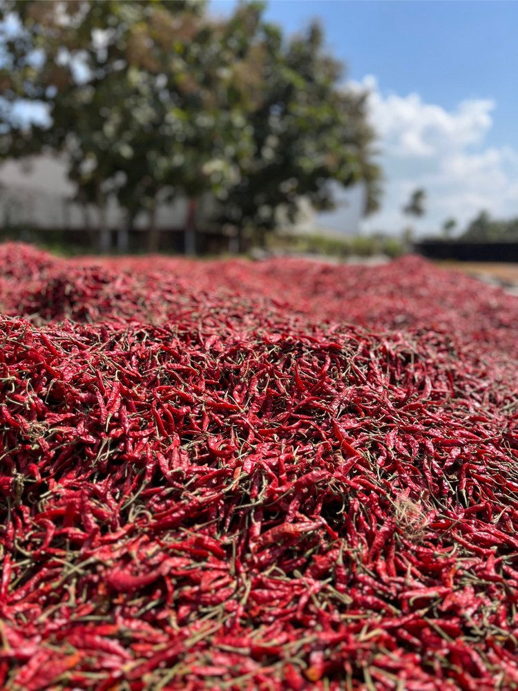 Teja Red Chilli