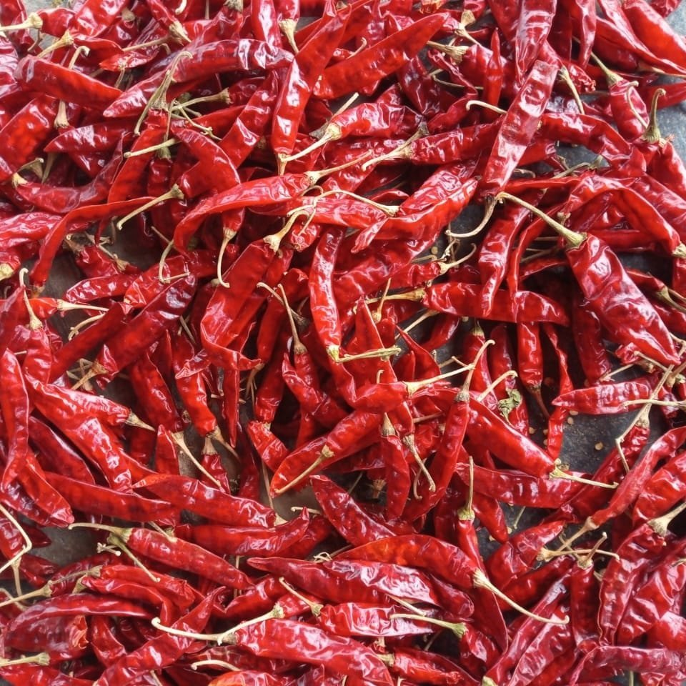 Sanam S4 Or 334 Dry Red Chilli Guntur Origin, 25 Kg