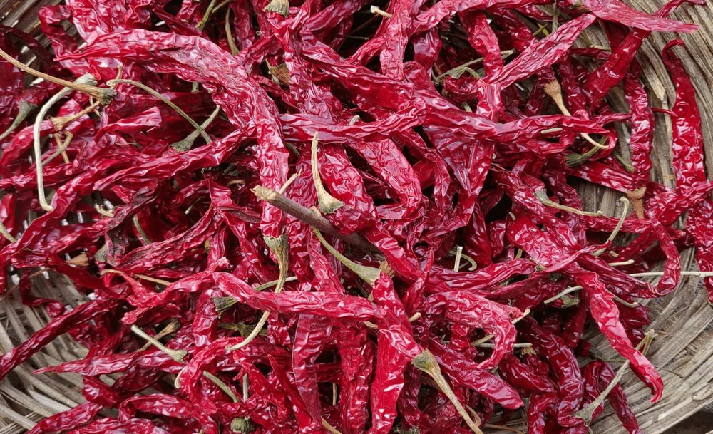With Stem Capsicum Annuum 355 Byadgi Red Chilli