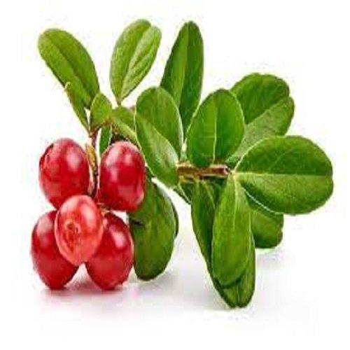 Bearberry Extract, Packaging Size: 1kg