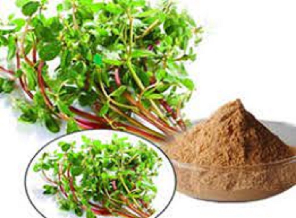 Bacopa Monnieri Extract Powder ( Brahmi Exttract)