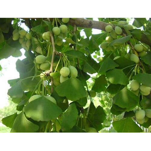 Ginkgo Biloba Extract