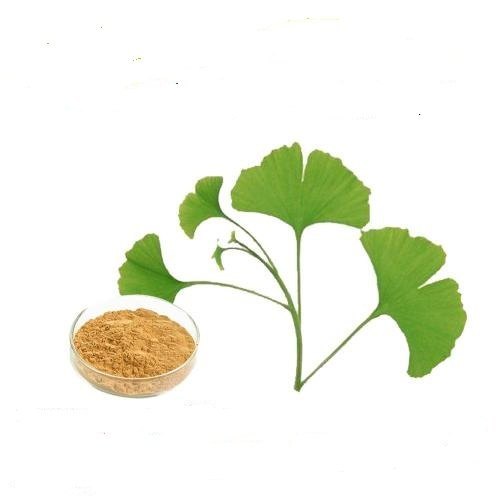 Ginkgo Biloba Extract, Packaging Type: Drum, Packaging Size: 1-25KG