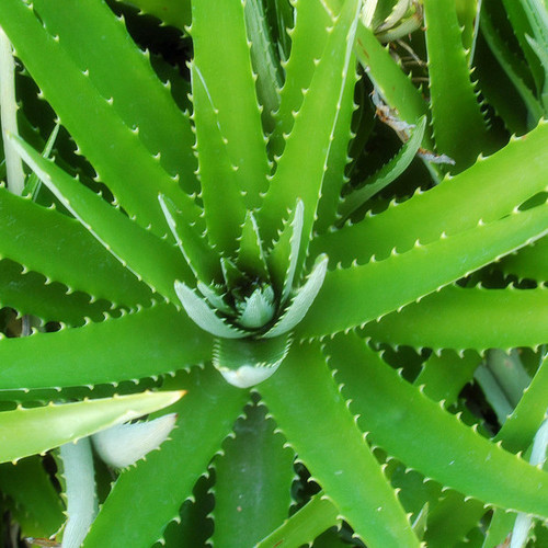 Aloe Vera Extract, Packaging Size: 10 Kg To 25 Kg, Packaging Type: Hdpe Drum