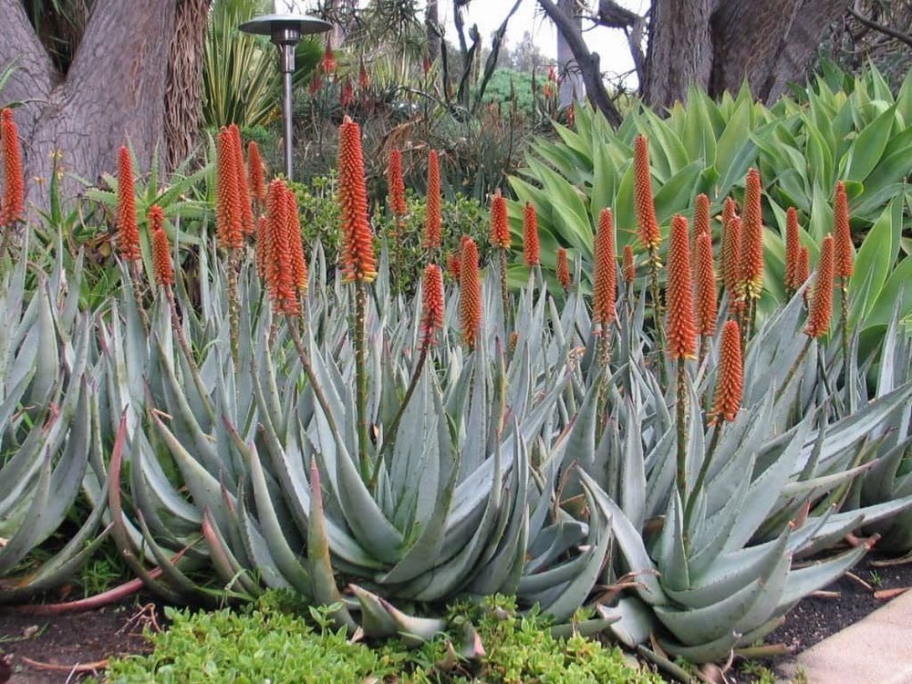 Powder Aloe Vera Gel-Extracts, Packaging Size: 25 Kg, Leaf