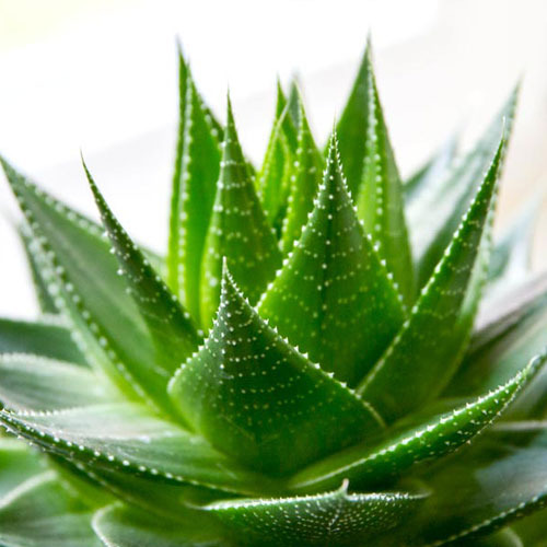 Aloe Indica Aloes Extract