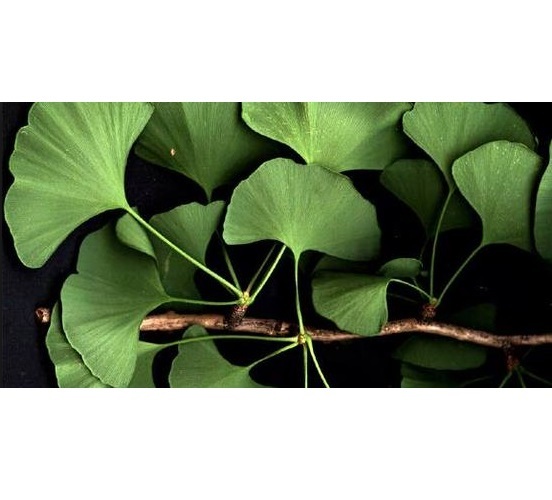 Bioprex Gymnema Sylvestre Extract 75%, Packaging Type: Bag, Pack Size: 25 Kg