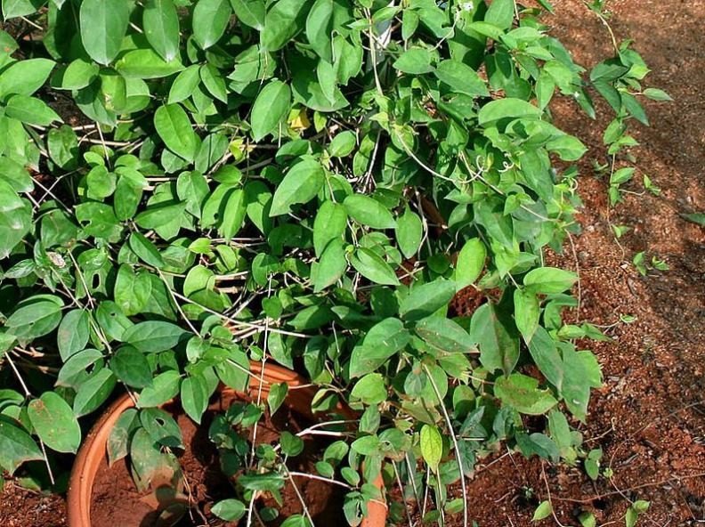 Gymnema Sylvestre Extract, Leaves, Common Name: Gurmar (hindi)